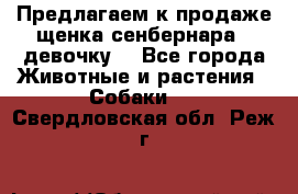 Предлагаем к продаже щенка сенбернара - девочку. - Все города Животные и растения » Собаки   . Свердловская обл.,Реж г.